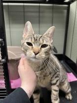 Enlarge Steph, a ADOPTABLE Domestic Short Hair in Lock Haven, PA image 2/2