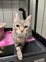 Enlarge Steph, a ADOPTABLE Domestic Short Hair in Lock Haven, PA image 1/2