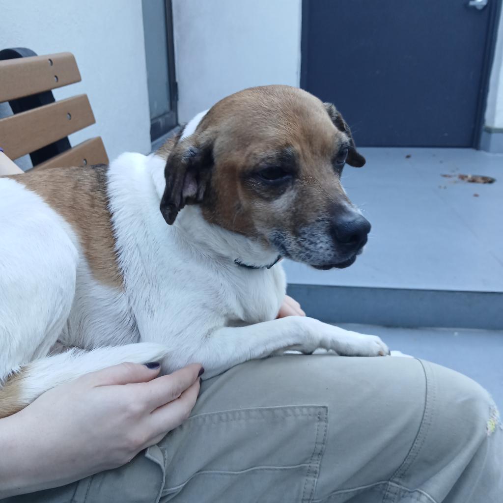 Enlarge Sam, a Adoptable Jack Russell Terrier in Philadelphia, PA image 2/6