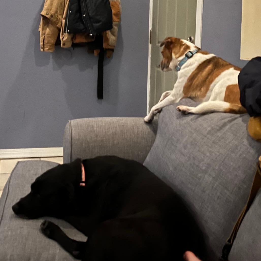 Enlarge Sam, a Adoptable Jack Russell Terrier in Philadelphia, PA image 5/6