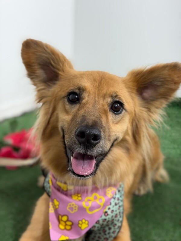 Willow-One of our Amazing Rescue Dogs, adopted, Young Female Pembroke Welsh Corgi & Papillon.