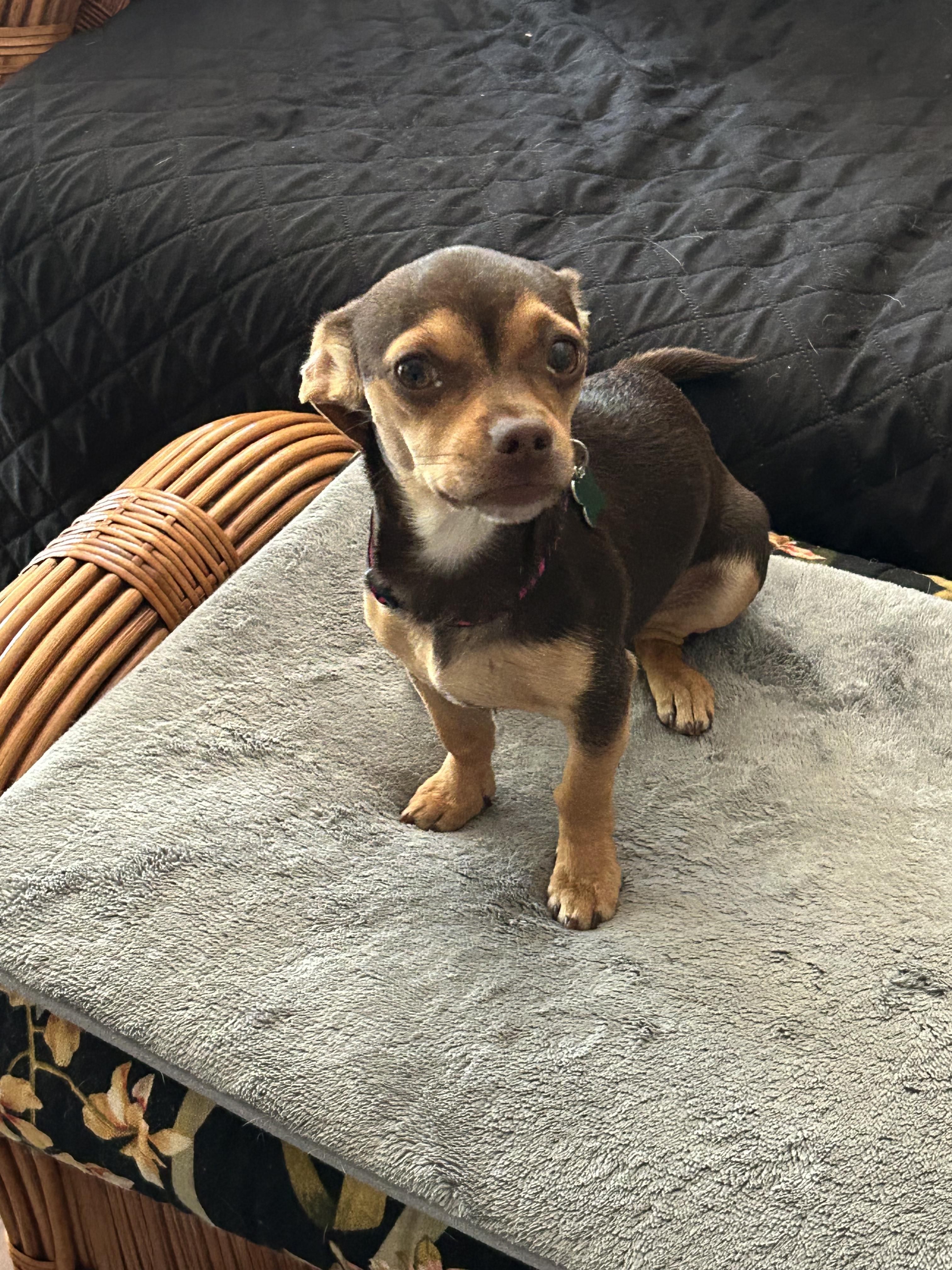 Cher, a Adoptable mixed breed in Mary Esther, FL image 3/5