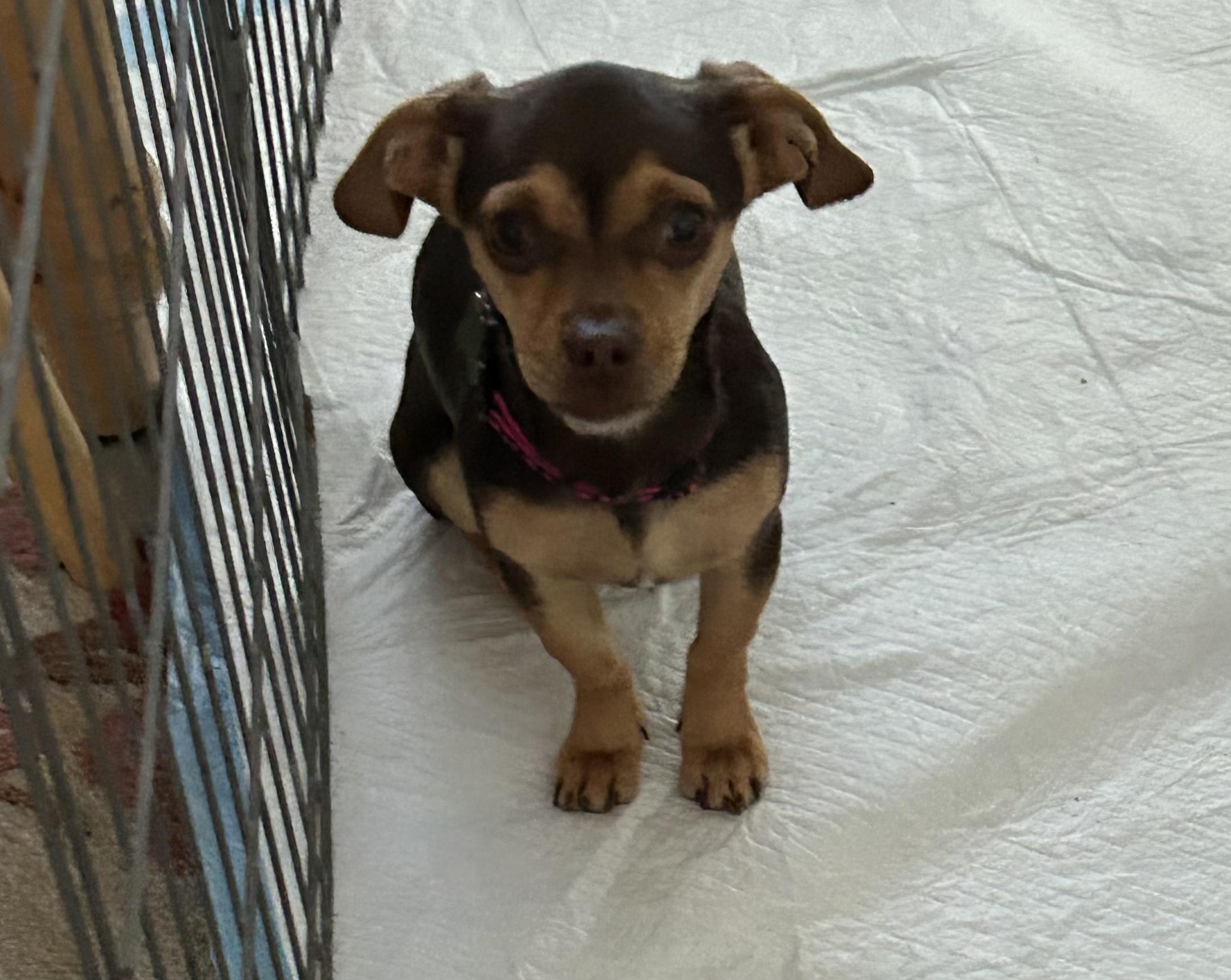 Cher, a Adoptable mixed breed in Mary Esther, FL image 2/5