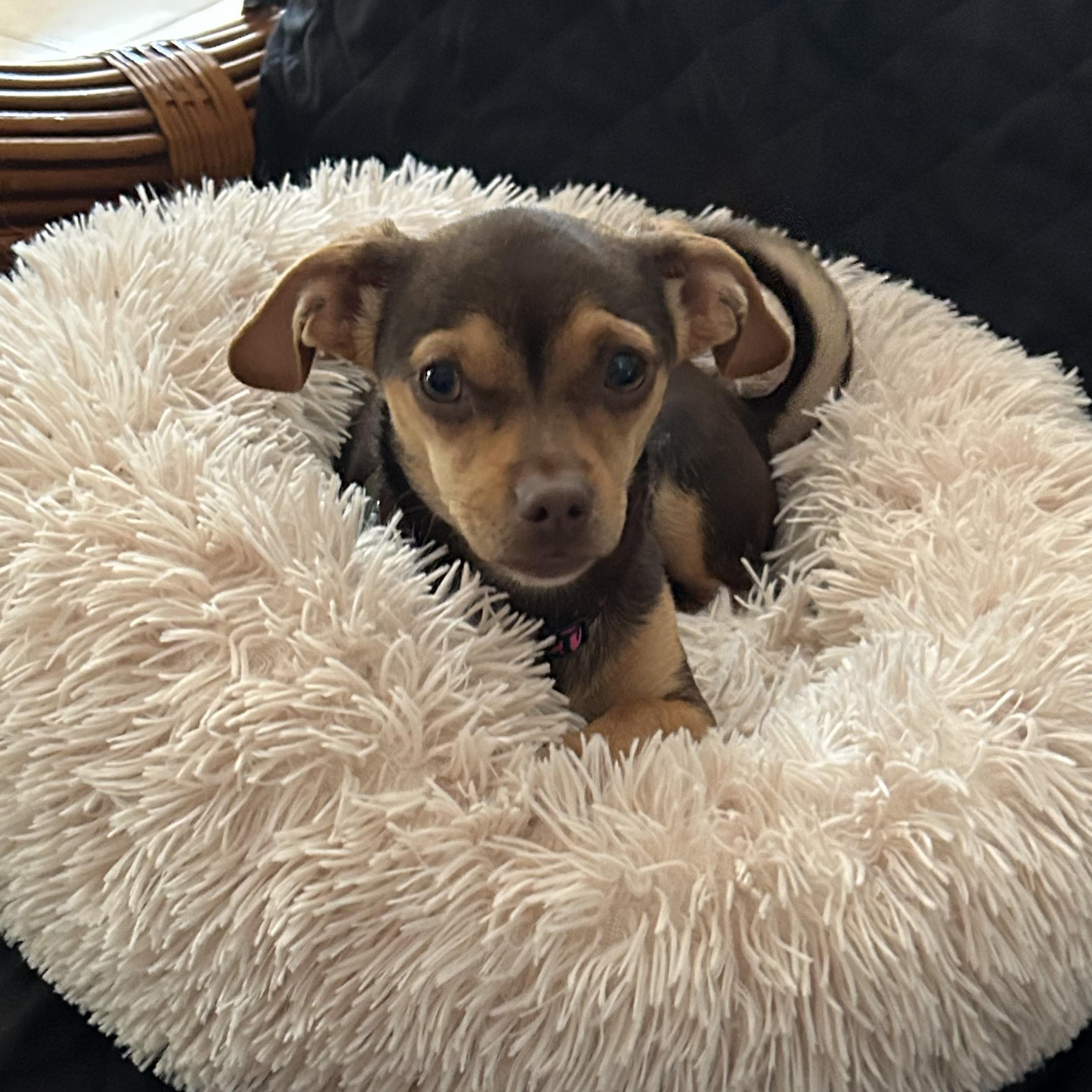 Cher, a Adoptable mixed breed in Mary Esther, FL image 1/5