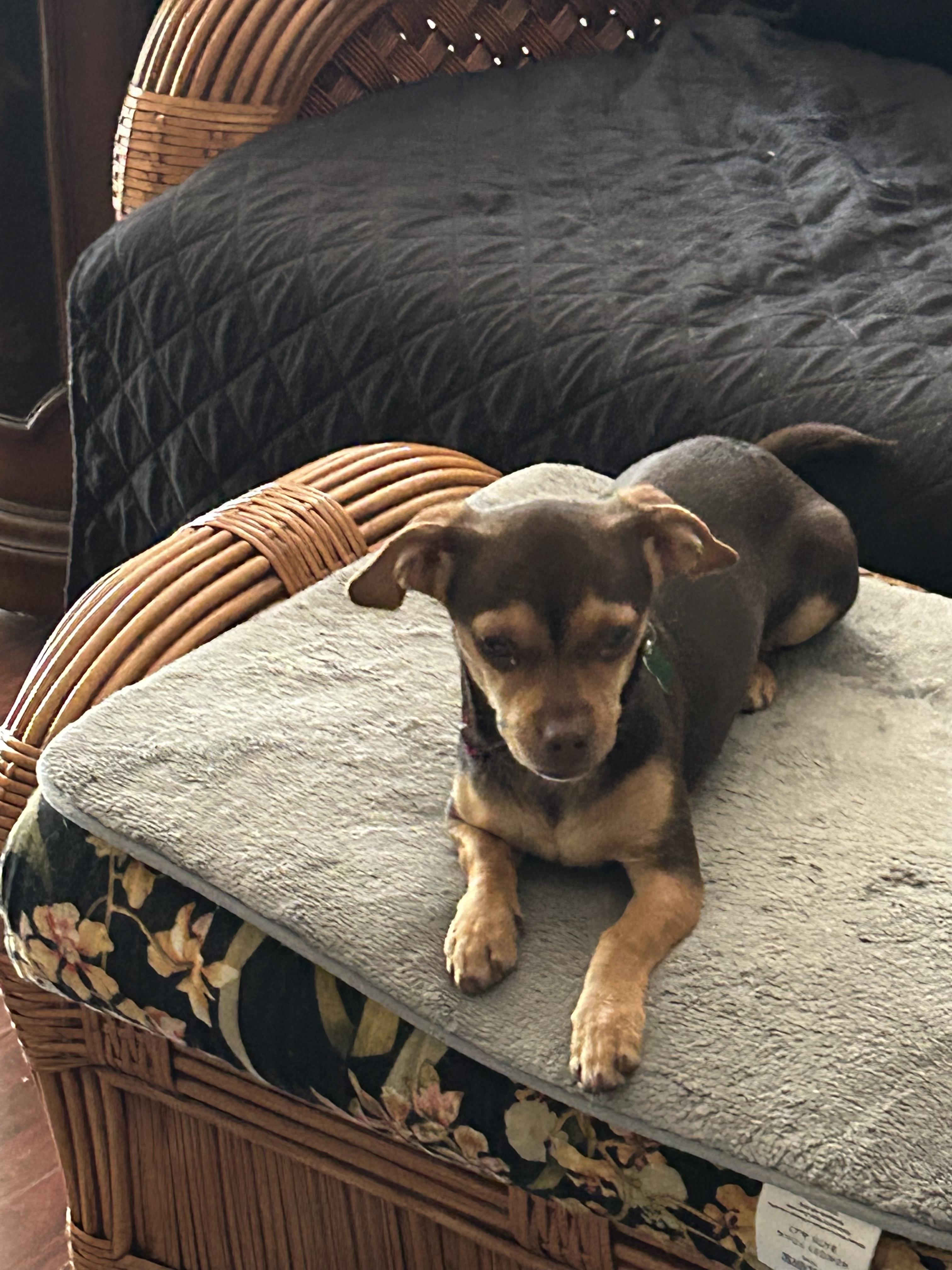 Cher, a Adoptable mixed breed in Mary Esther, FL image 5/5