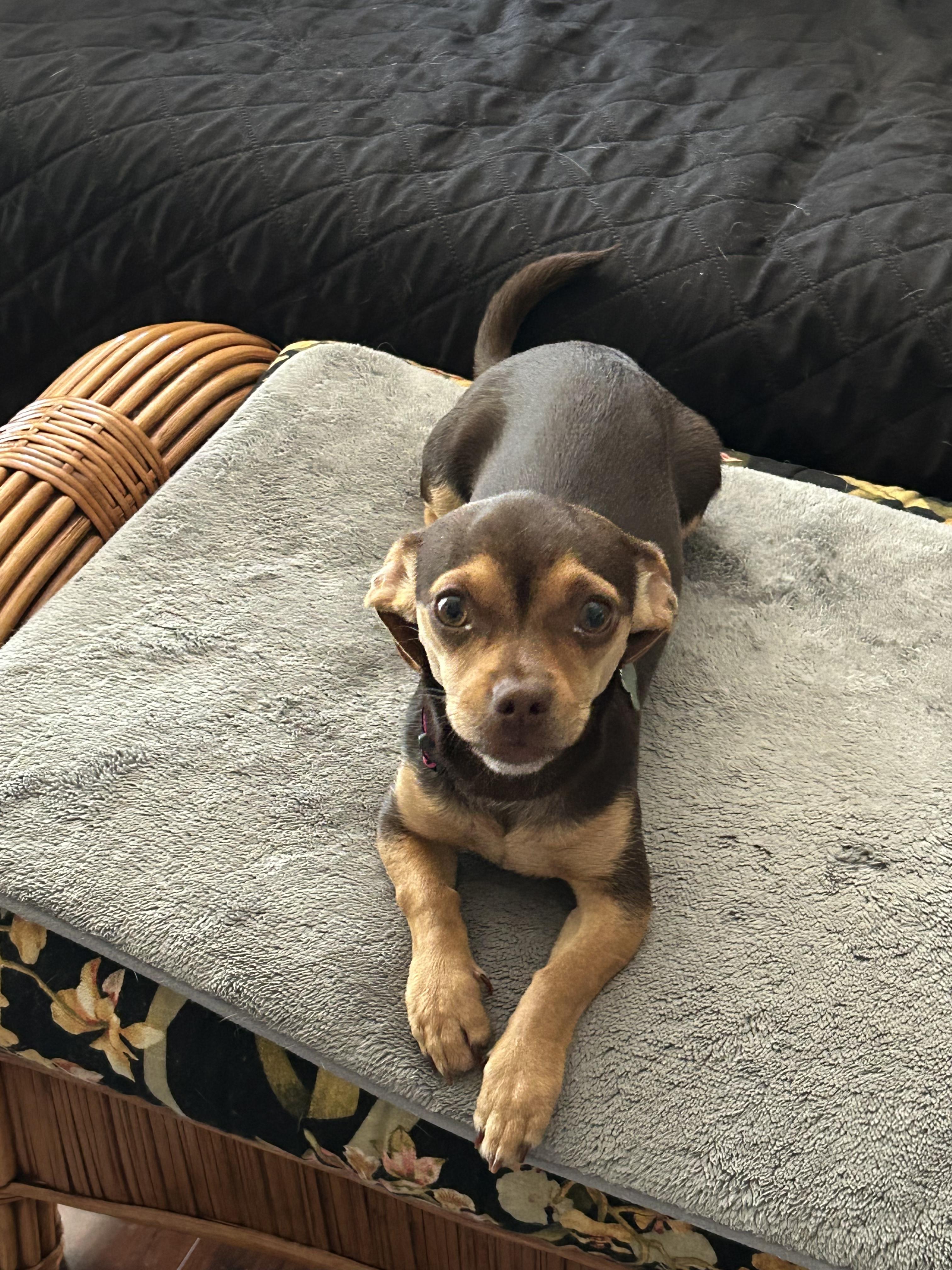 Cher, a Adoptable mixed breed in Mary Esther, FL image 4/5