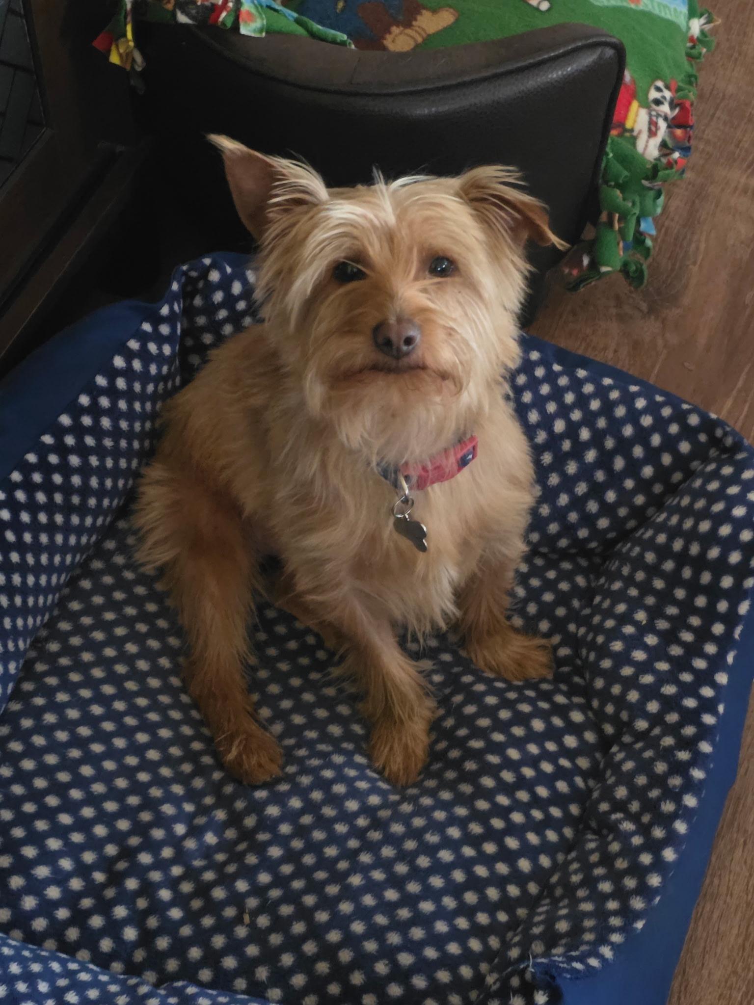 Enlarge Toto, a ADOPTABLE Yorkshire Terrier in Lucerne Valley, CA image 1/2