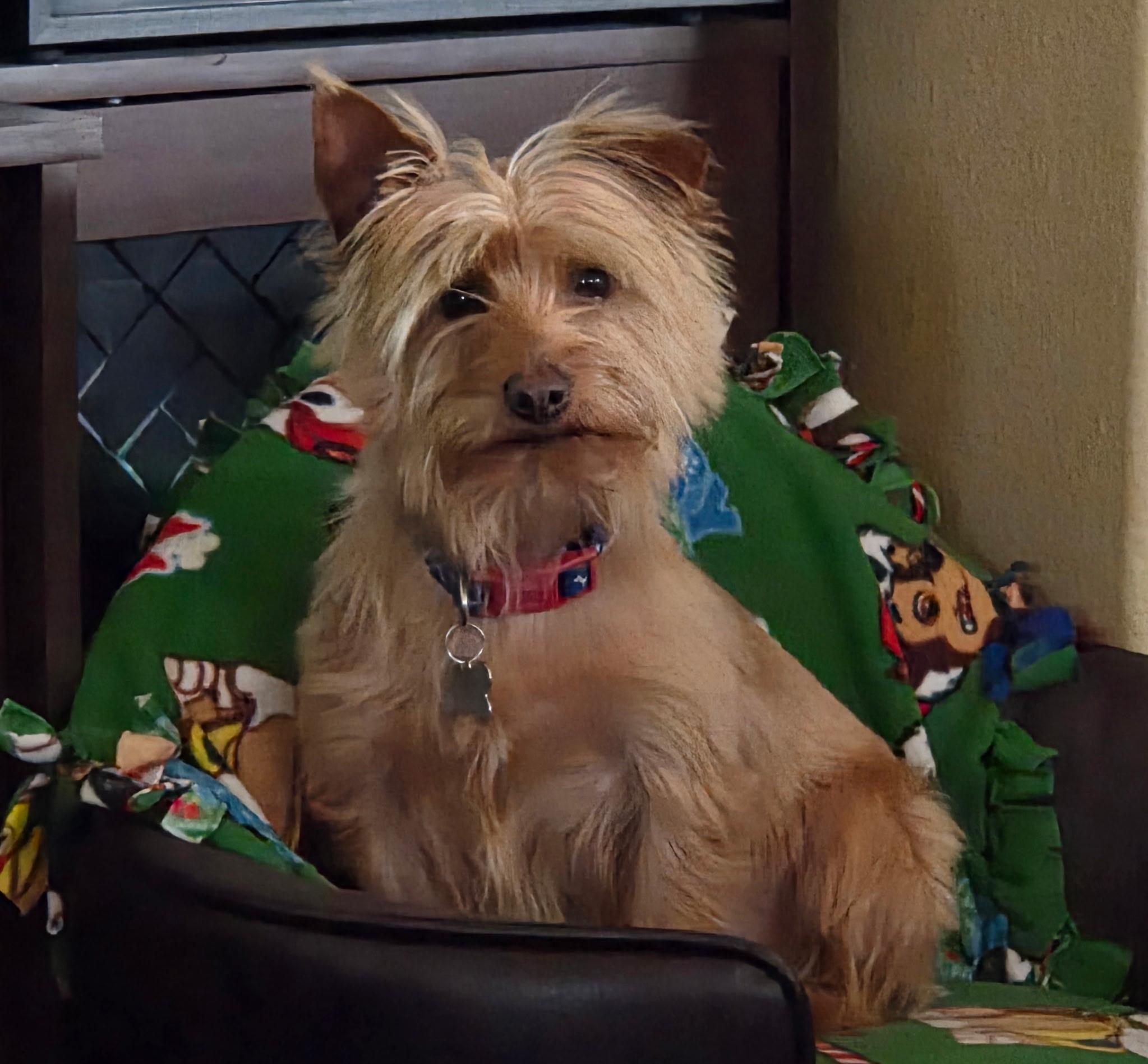 Enlarge Toto, a ADOPTABLE Yorkshire Terrier in Lucerne Valley, CA image 2/2