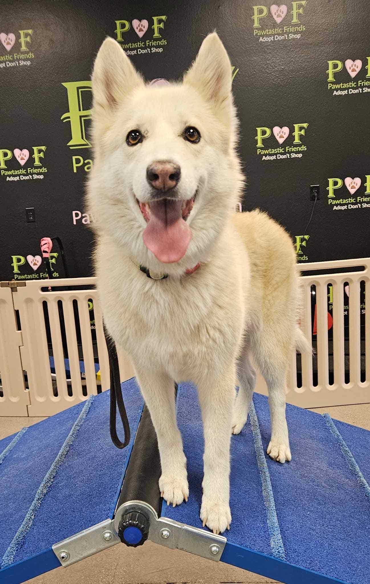 LUNA, a Adoptable Husky in Las Vegas, NV image 3/6