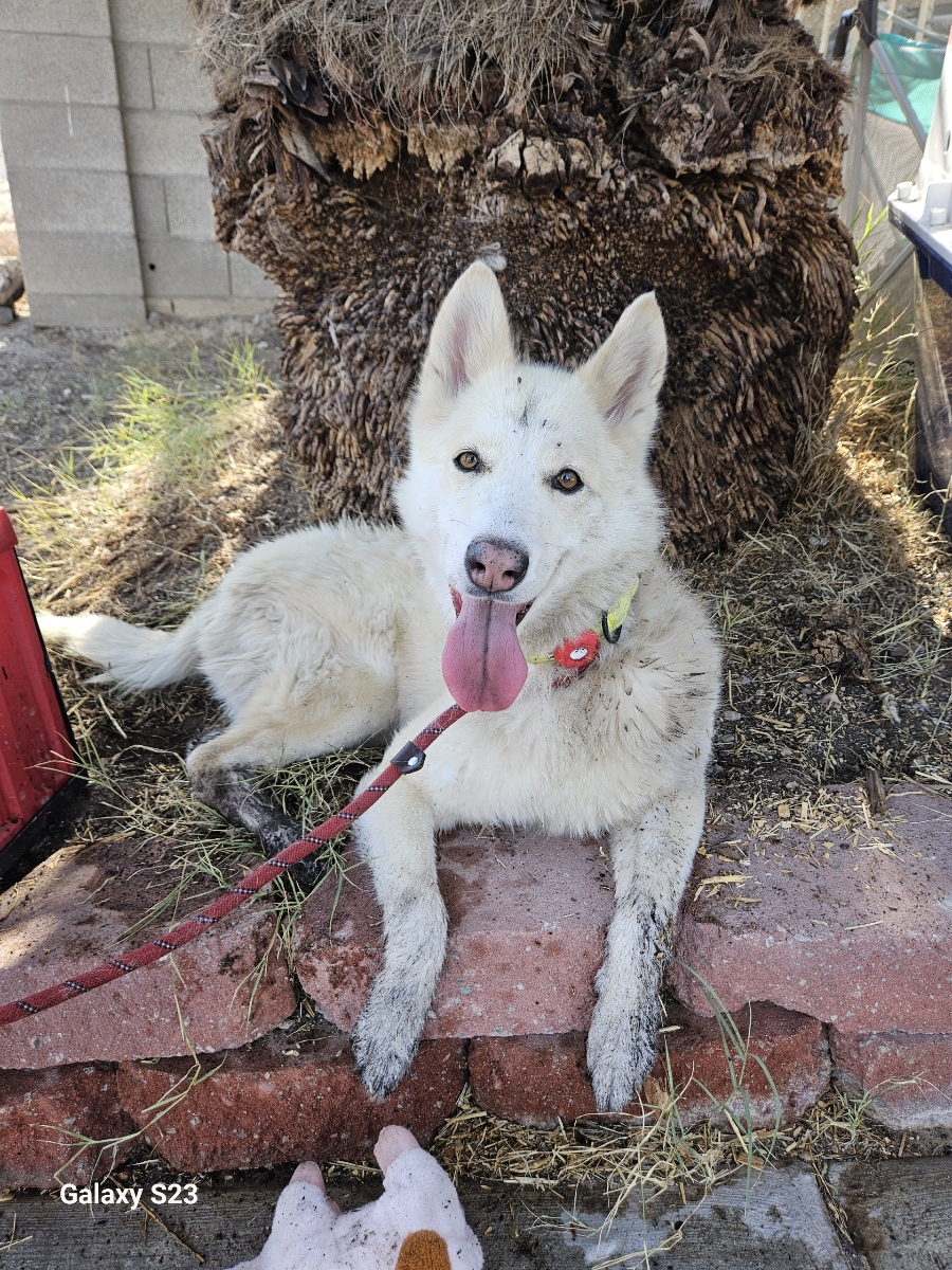 LUNA, a Adoptable Husky in Las Vegas, NV image 4/6