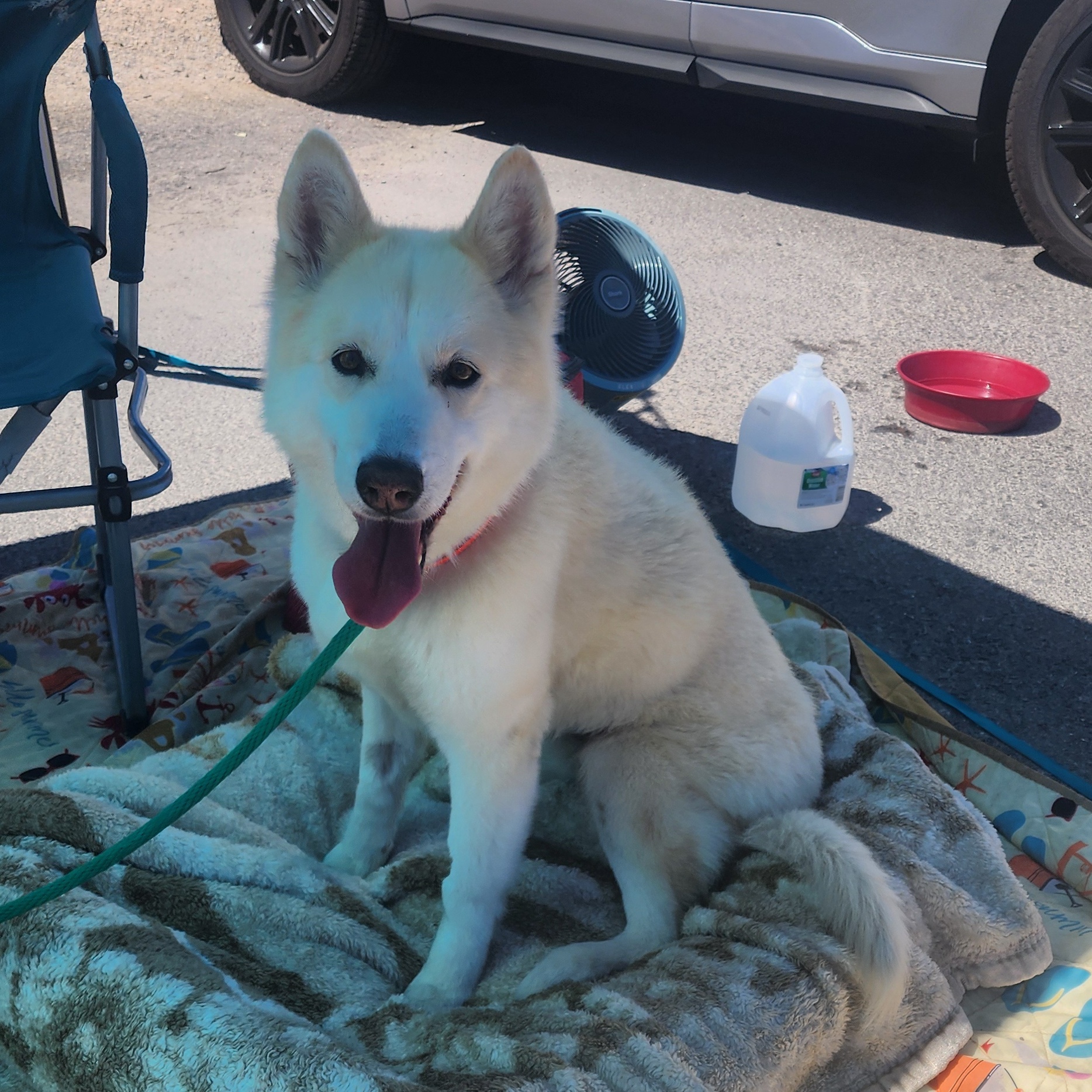 LUNA, a Adoptable Husky in Las Vegas, NV image 5/6