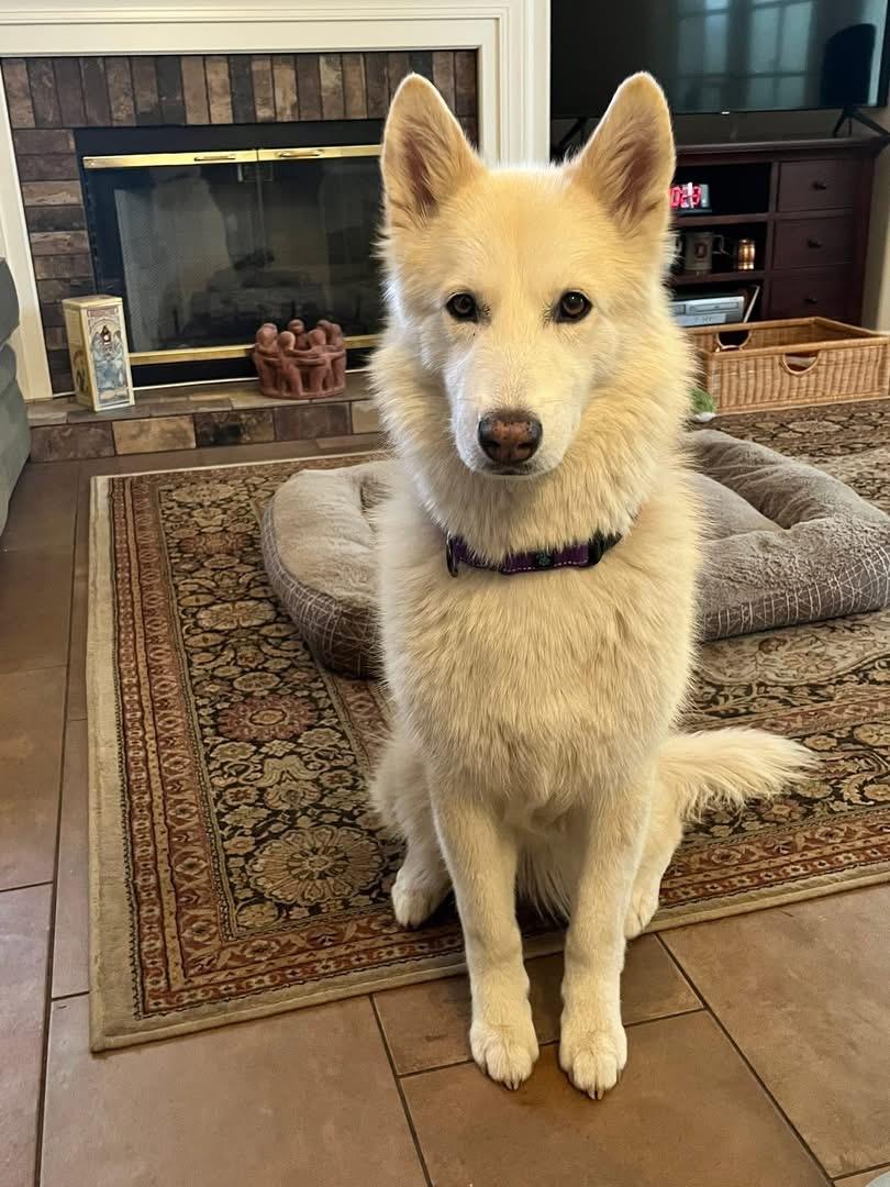 LUNA, Adult Female unknown