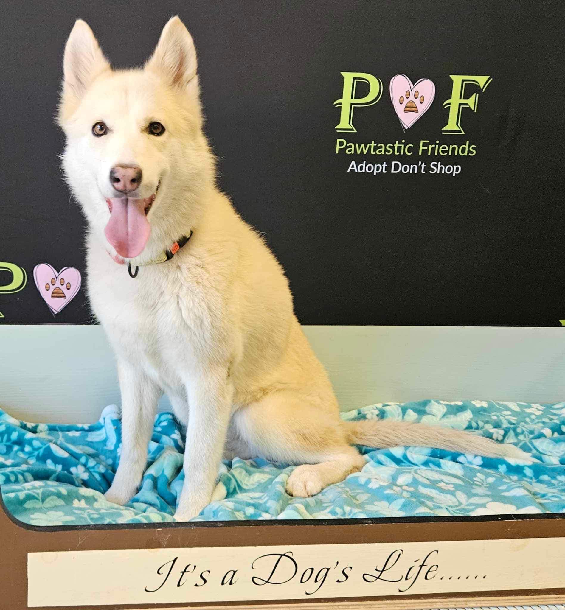 LUNA, a Adoptable Husky in Las Vegas, NV image 6/6