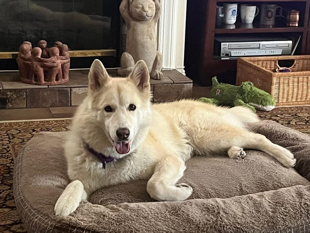 LUNA, a Adoptable Husky in Las Vegas, NV image 2/6