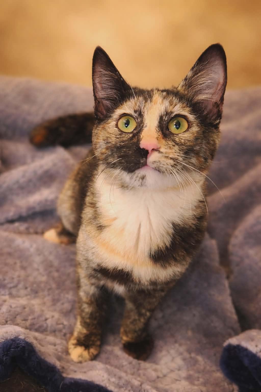 Coco ( MP ), Adoptable, Young Female Tortoiseshell.
