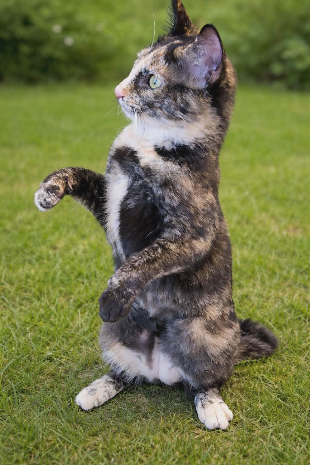 Enlarge Coco ( MP ), a Adoptable Tortoiseshell in Vacaville, CA image 3/3