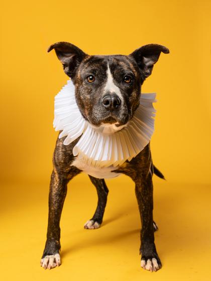 Amelia, Adoptable, Adult Female Mixed Breed & Mixed Breed.