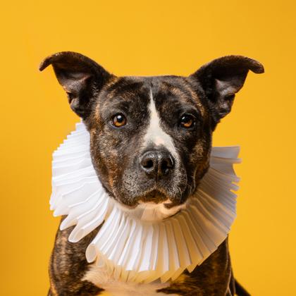 Enlarge Amelia, a Adoptable mixed breed in Atlanta, GA image 2/3