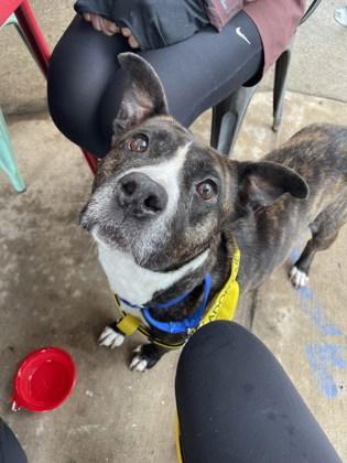 Enlarge Amelia, a Adoptable mixed breed in Atlanta, GA image 3/3