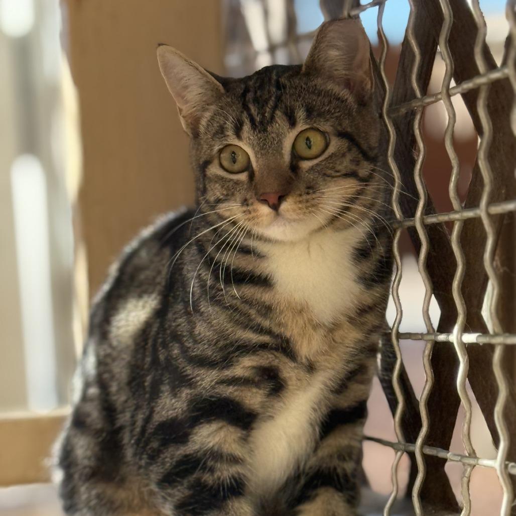 Mumbles — thumbnail 2