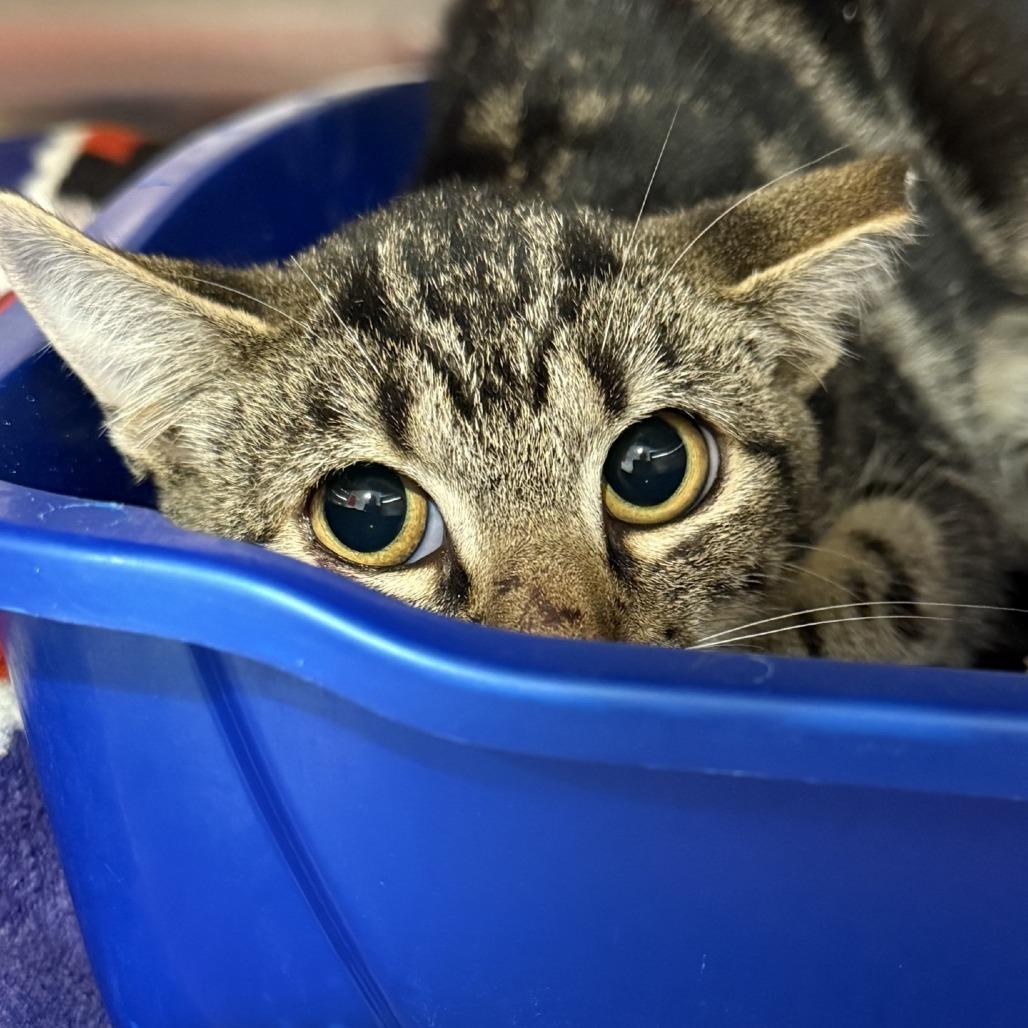 Mumbles — thumbnail 3