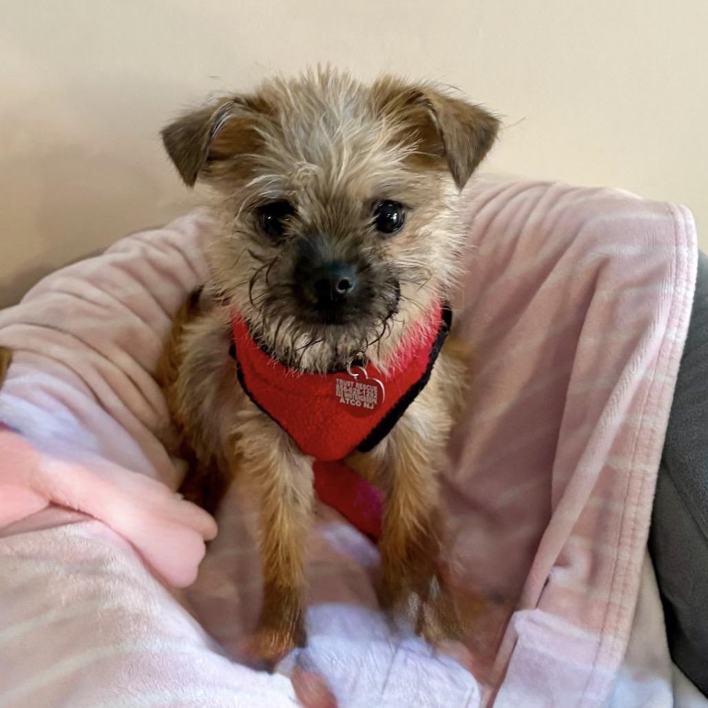 Enlarge MARIO, a Adoptable Terrier in Atco, NJ image 1/6