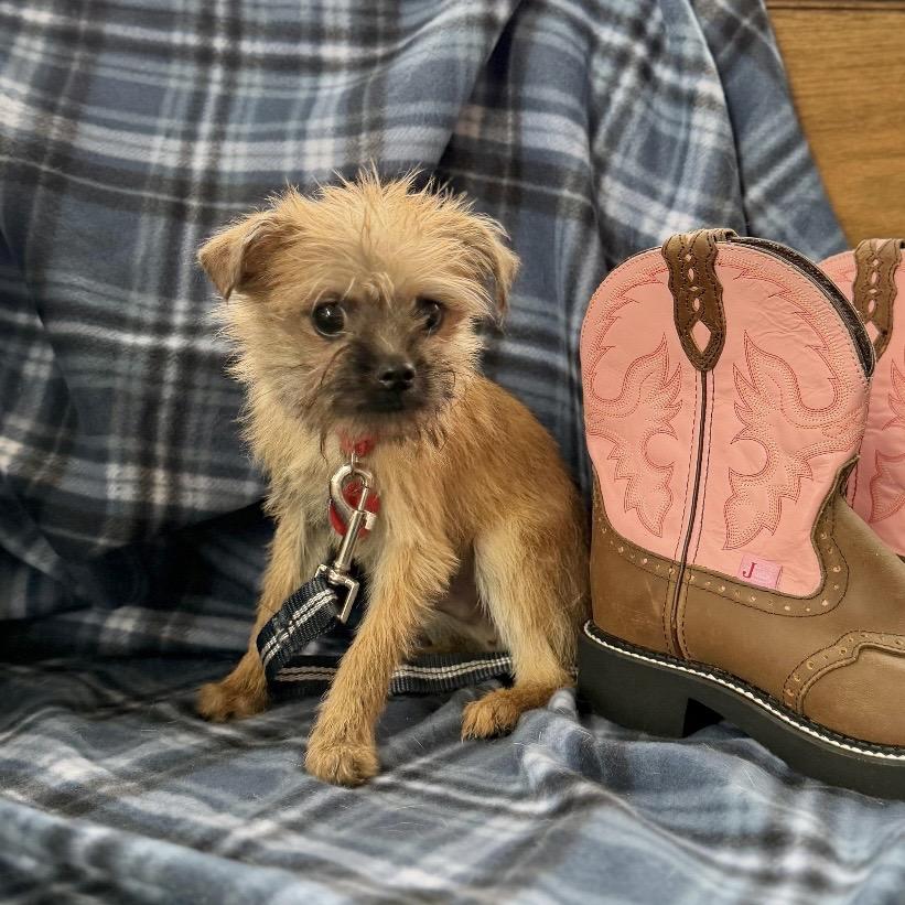 Enlarge MARIO, a Adoptable Terrier in Atco, NJ image 2/6