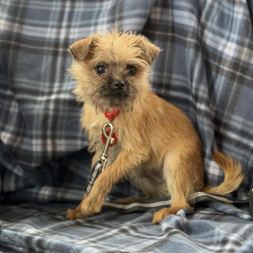 Enlarge MARIO, a Adoptable Terrier in Atco, NJ image 3/6