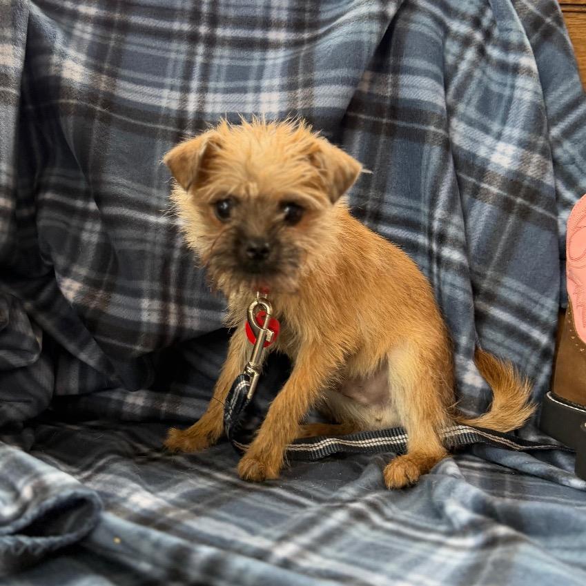 Enlarge MARIO, a Adoptable Terrier in Atco, NJ image 4/6