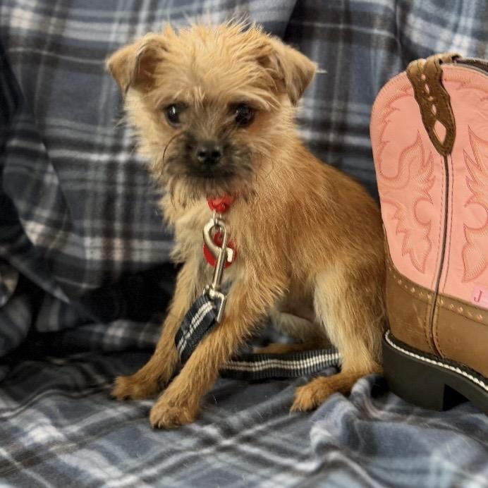 Enlarge MARIO, a Adoptable Terrier in Atco, NJ image 6/6