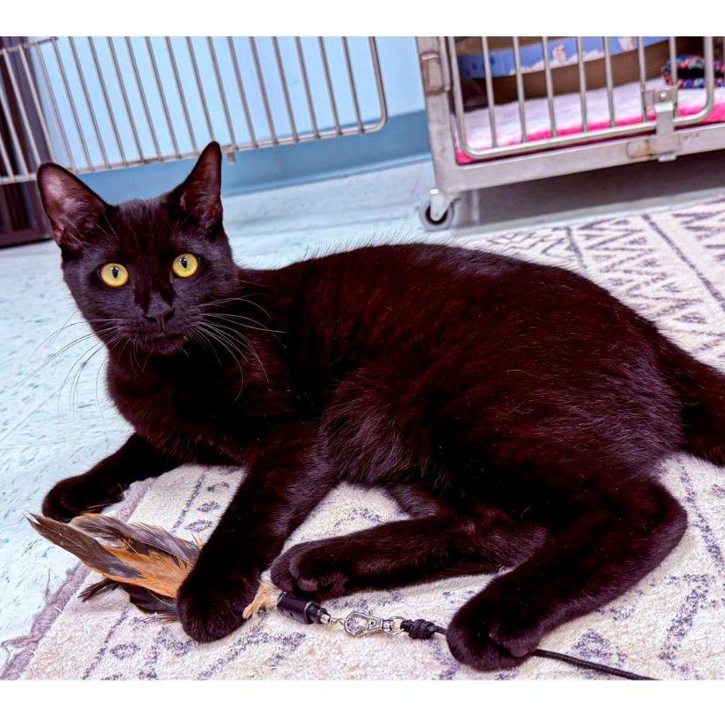 Enlarge Thackery, a ADOPTABLE Domestic Short Hair in Stamford, CT image 3/5