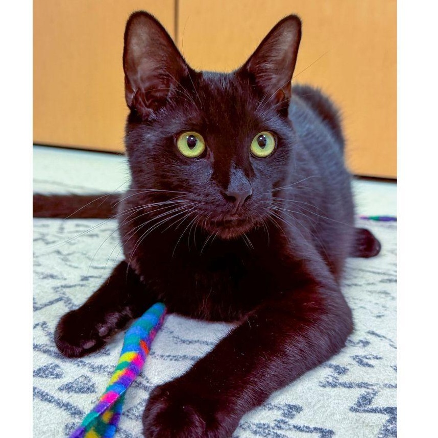 Enlarge Thackery, a ADOPTABLE Domestic Short Hair in Stamford, CT image 4/5