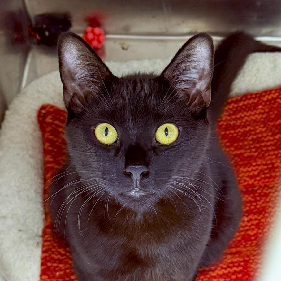 Enlarge Thackery, a ADOPTABLE Domestic Short Hair in Stamford, CT image 2/5