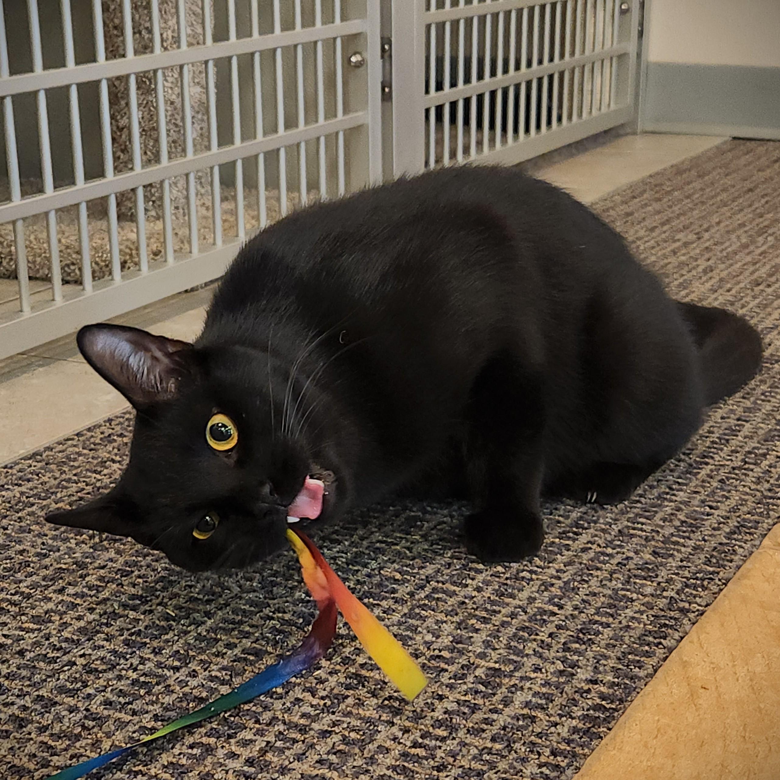 Enlarge Thackery, a ADOPTABLE Domestic Short Hair in Stamford, CT image 5/6