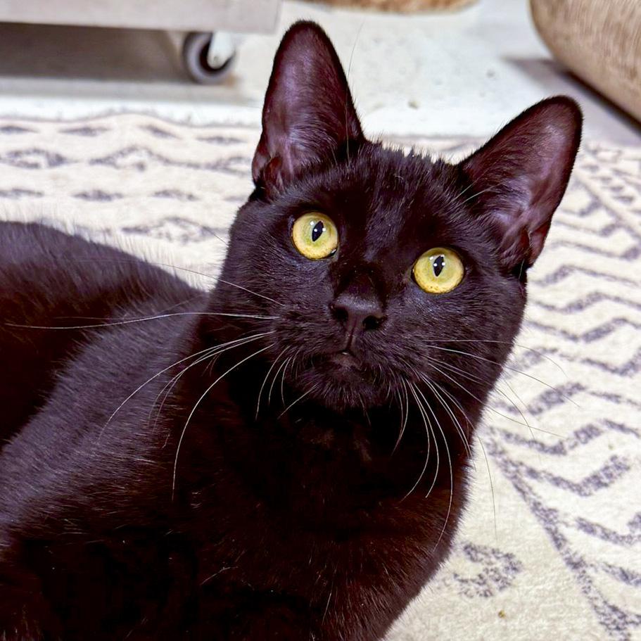 Thackery, ADOPTABLE, Kitten Male Domestic Short Hair.