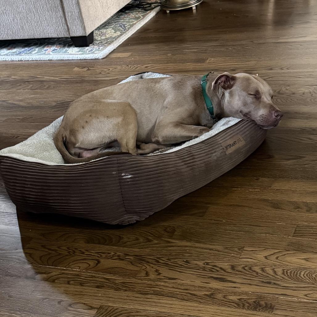 Peanut, Adoptable, Young Male American Staffordshire Terrier & Mixed Breed.