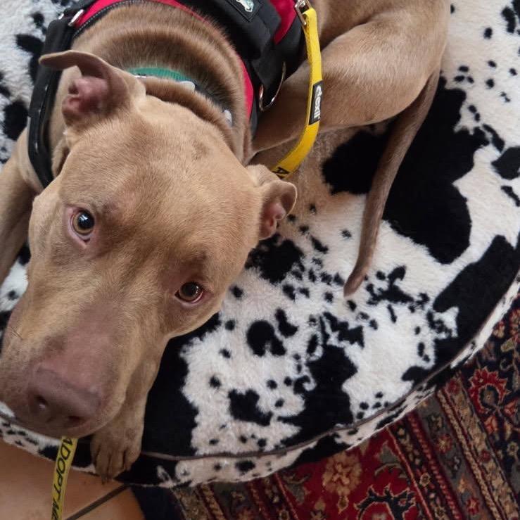 Enlarge Peanut, a Adoptable mixed breed in Greensboro, NC image 2/6