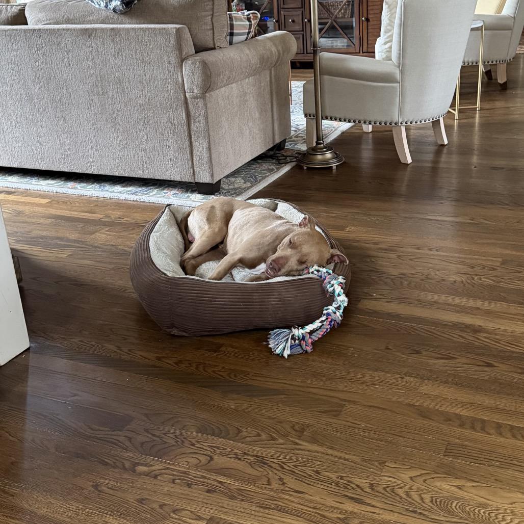 Enlarge Peanut, a Adoptable mixed breed in Greensboro, NC image 3/6