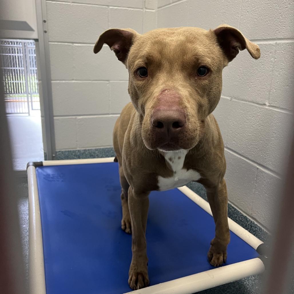 Enlarge Peanut, a Adoptable mixed breed in Greensboro, NC image 4/6