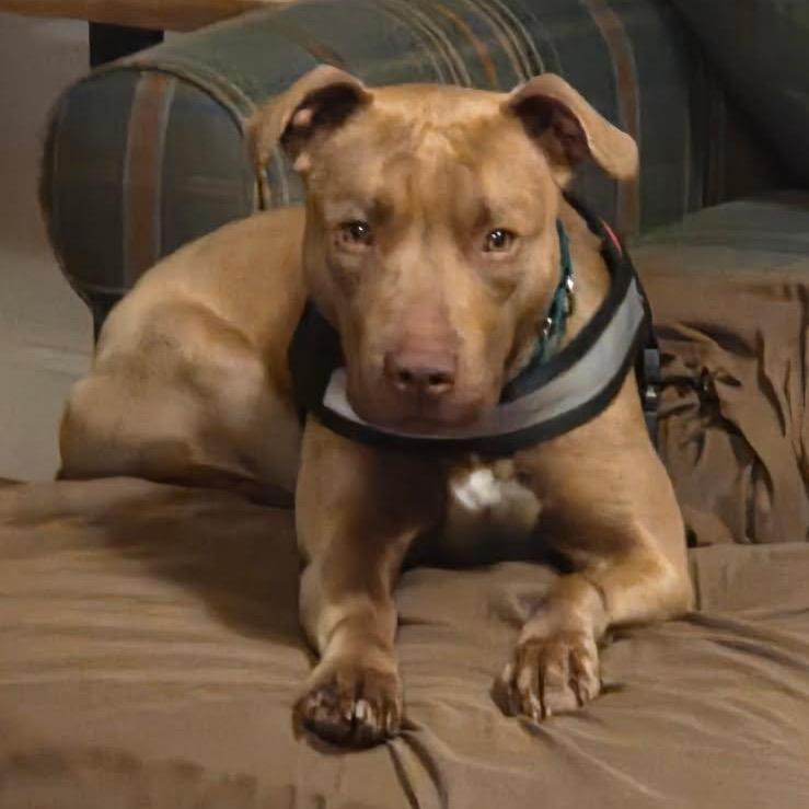 Enlarge Peanut, a Adoptable mixed breed in Greensboro, NC image 5/6