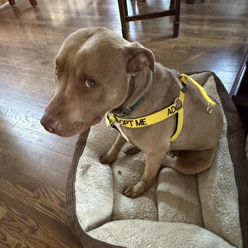 Enlarge Peanut, a Adoptable mixed breed in Greensboro, NC image 6/6