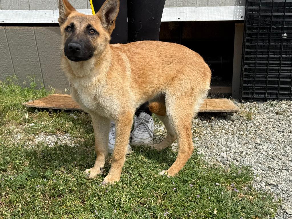 Enlarge Caramel, a Adoptable mixed breed in Vacaville, CA image 1/1