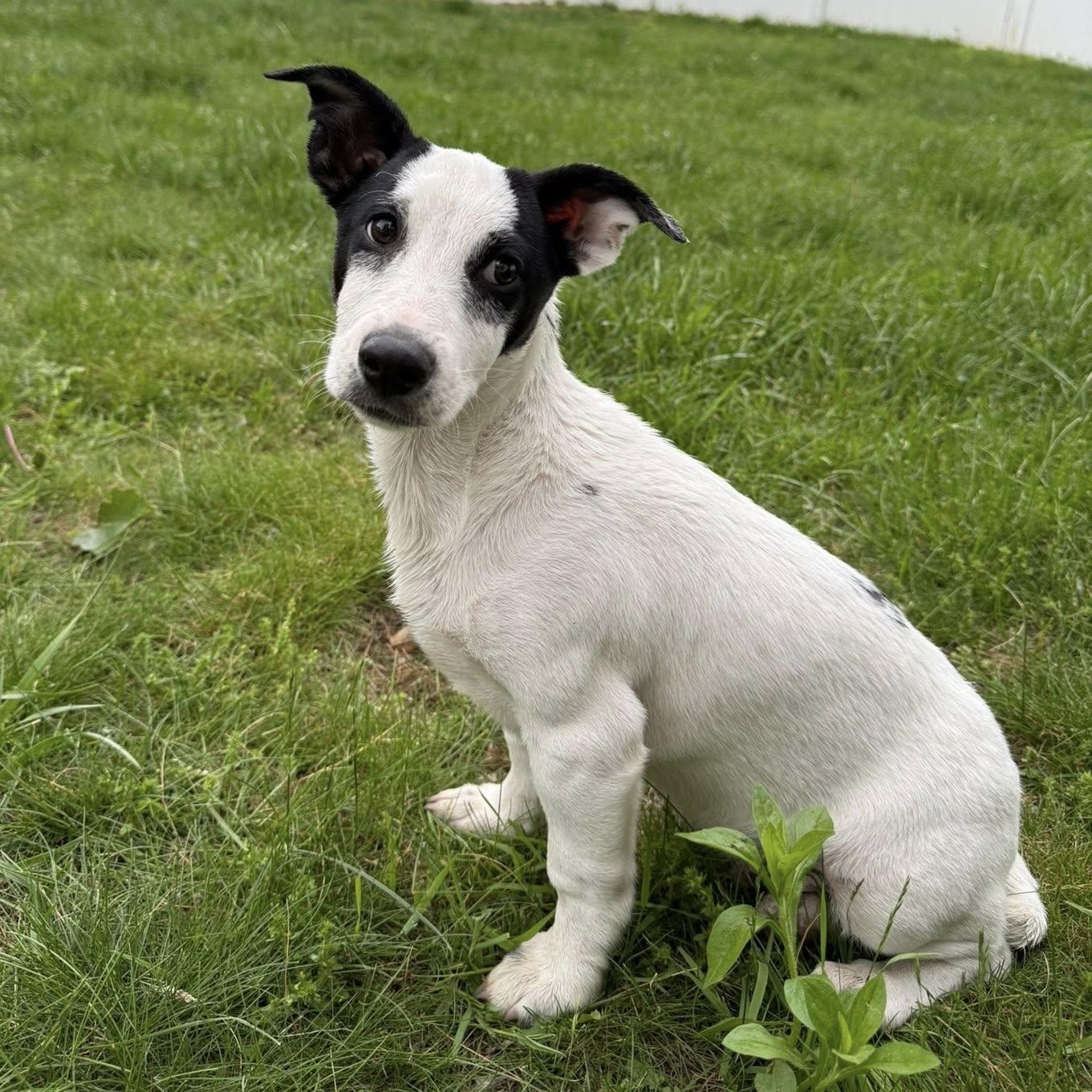 Enlarge Jinu, a Adoptable mixed breed in Albany, NY image 3/5