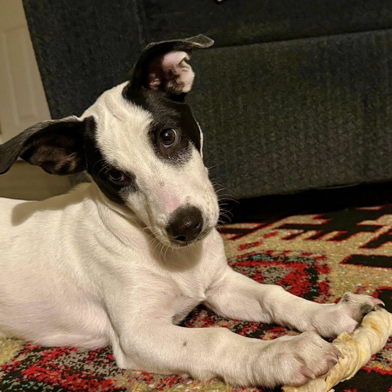 Enlarge Jinu, a Adoptable mixed breed in Albany, NY image 2/5