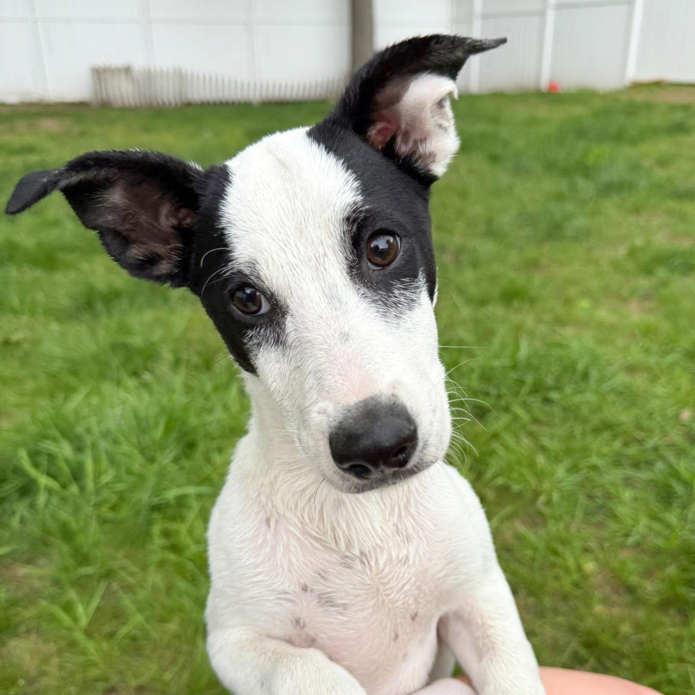 Jinu, Adoptable, Puppy Male Chihuahua & Terrier.