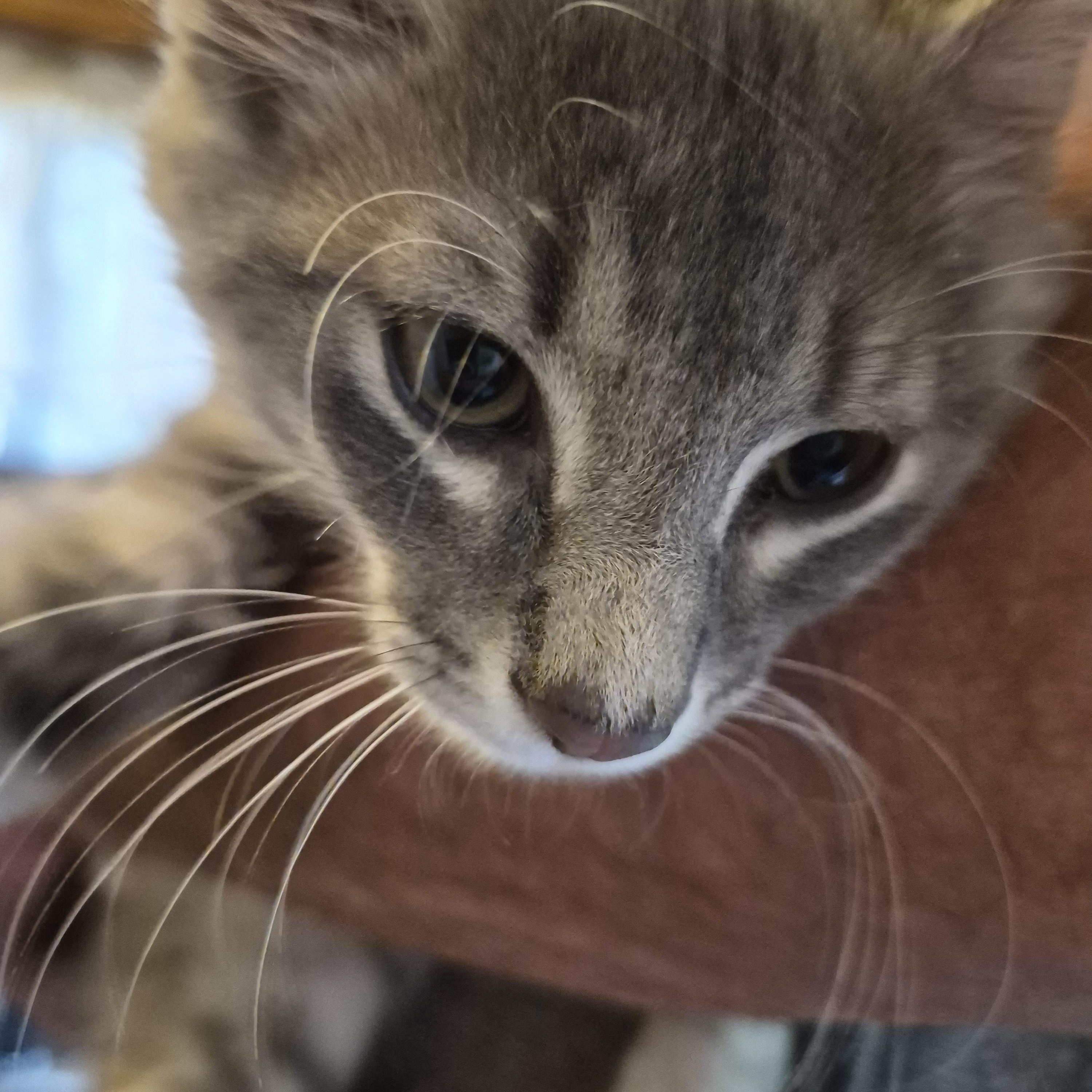Enlarge No Name Yet 1, a ADOPTABLE Domestic Short Hair in Richland, MI image 1/1