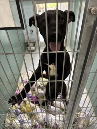 Midnight 1828-25, Adoptable, Young Male Labrador Retriever & Mixed Breed.