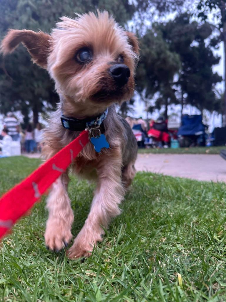 Teddy Bear, Adoptable, Senior Male Yorkshire Terrier.
