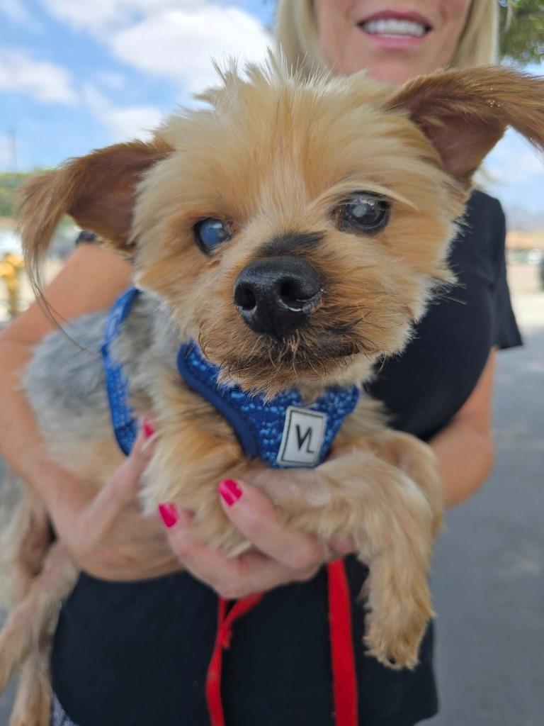 Enlarge Teddy Bear, a Adoptable Yorkshire Terrier in El Cajon, CA image 2/6