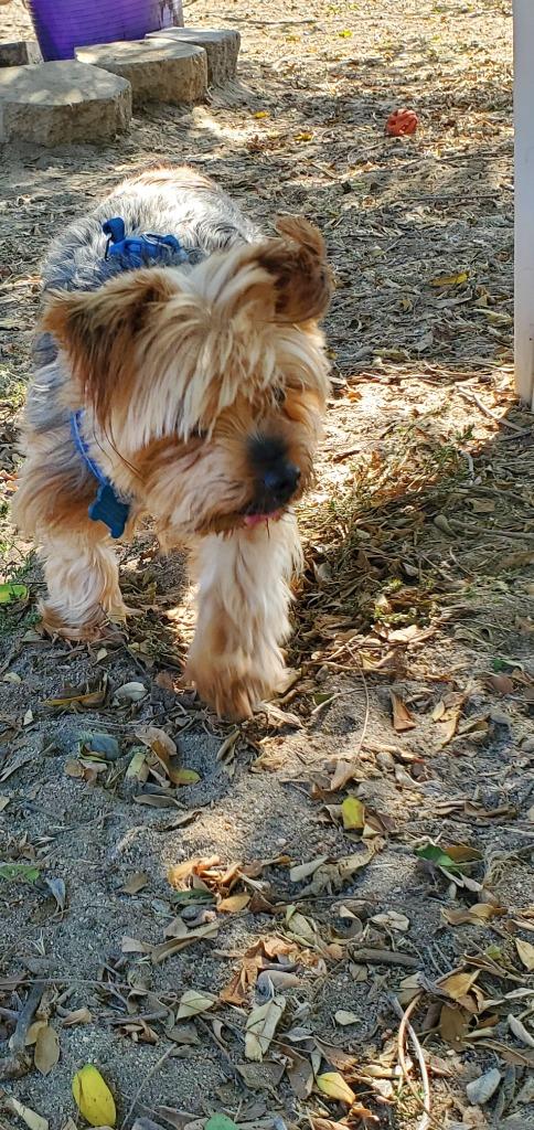 Enlarge Teddy Bear, a Adoptable Yorkshire Terrier in El Cajon, CA image 3/6